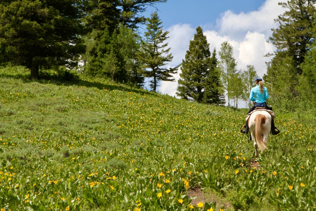 Horseback Riding Jackson Hole Wyoming Willow Creek Horseback Rides
