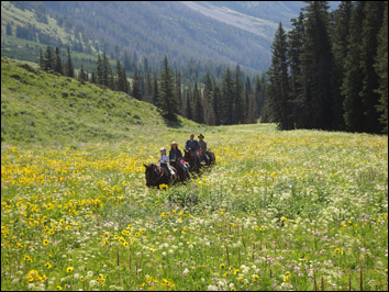 Meadow ride