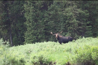 Moose